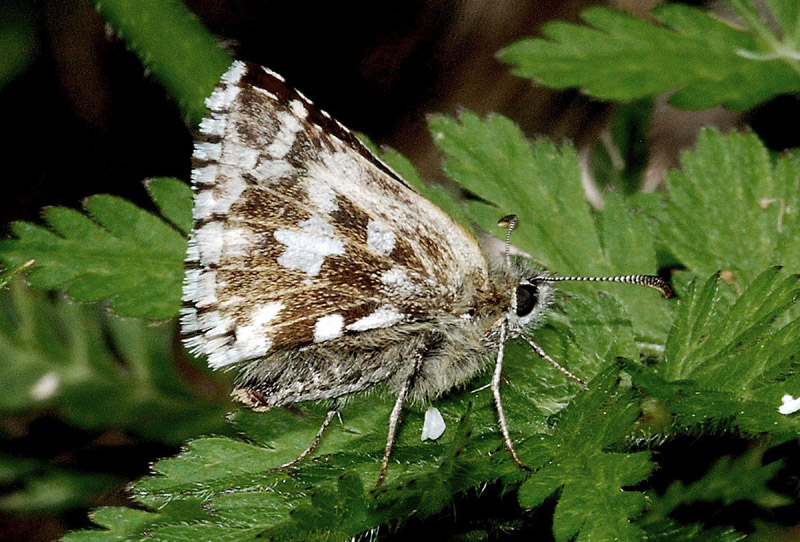 Pyrgus da id.: Pyrgus andromedae